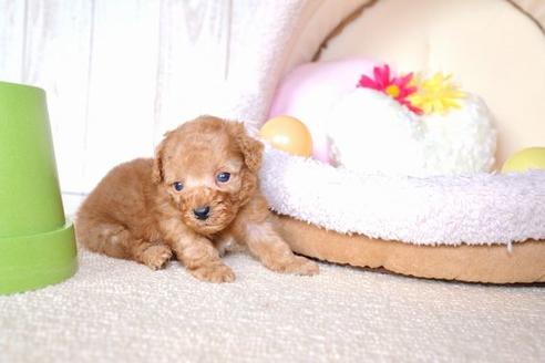 成約済の滋賀県のトイプードル-60698の2枚目