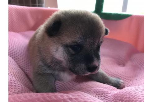 成約済の長崎県の柴犬-61195の3枚目