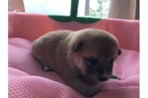 成約済の長崎県の柴犬-61195の2枚目