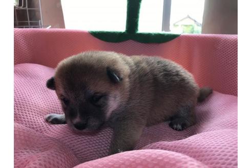 成約済の長崎県の柴犬-61195の1枚目