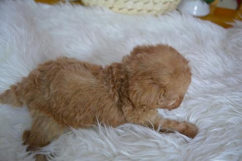 成約済の千葉県のトイプードル-61201の1枚目
