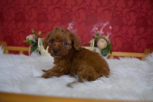 成約済の千葉県のトイプードル-61203の1枚目