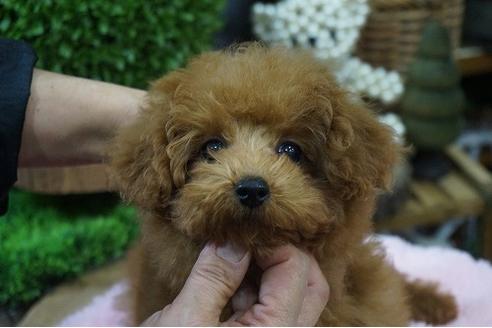 成約済の京都府のティーカッププードル-58906の3枚目