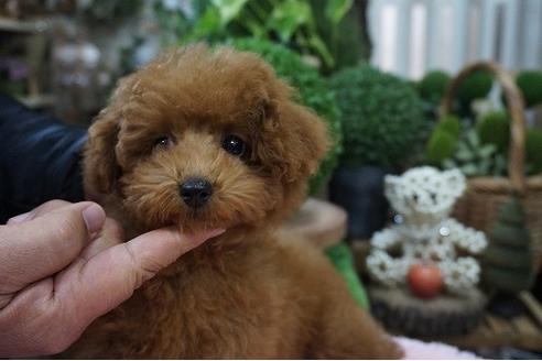 成約済の京都府のティーカッププードル-58906の2枚目