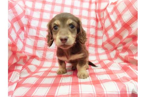 成約済の福岡県のカニンヘンダックスフンド(ロングヘアード)-61268の1枚目