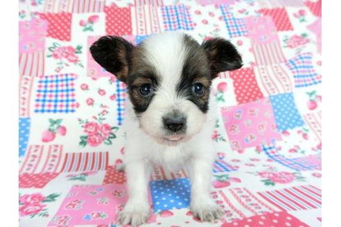 成約済の千葉県のパピヨン-61320の4枚目