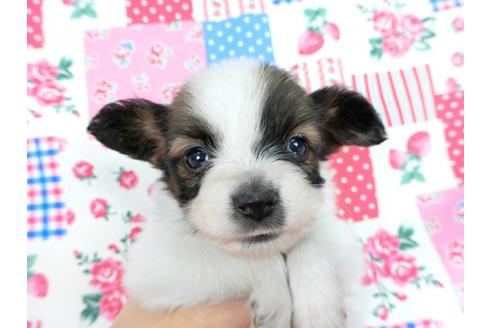 成約済の千葉県のパピヨン-61320の3枚目