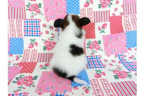 成約済の千葉県のパピヨン-61320の1枚目