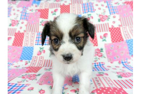 成約済の千葉県のパピヨン-61321の16枚目