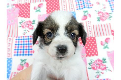 成約済の千葉県のパピヨン-61321の15枚目