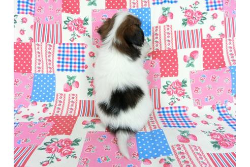 成約済の千葉県のパピヨン-61321の13枚目