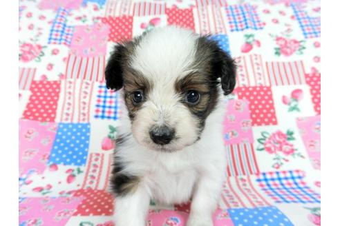 成約済の千葉県のパピヨン-61322の16枚目