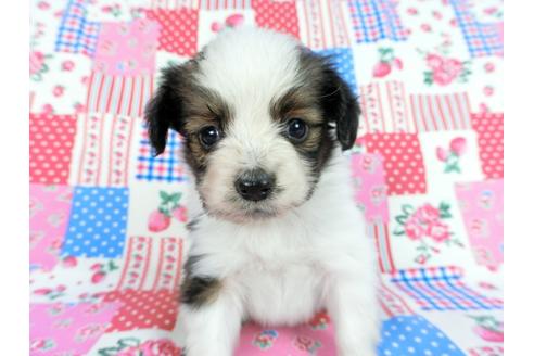 成約済の千葉県のパピヨン-61322の15枚目