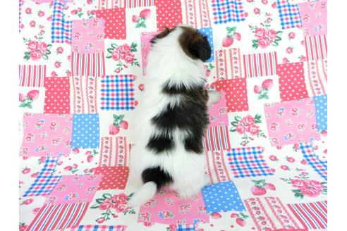 成約済の千葉県のパピヨン-61322の13枚目