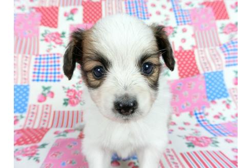 成約済の千葉県のパピヨン-61323の4枚目