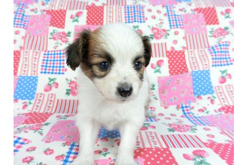 成約済の千葉県のパピヨン-61323の3枚目