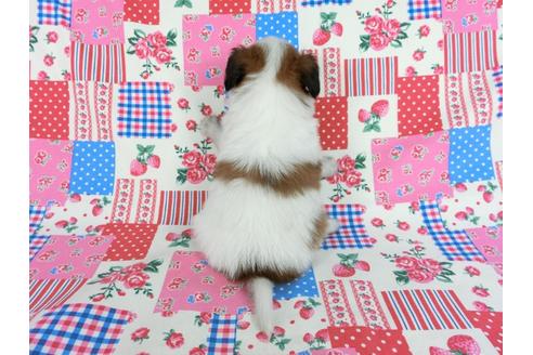 成約済の千葉県のパピヨン-61323の1枚目