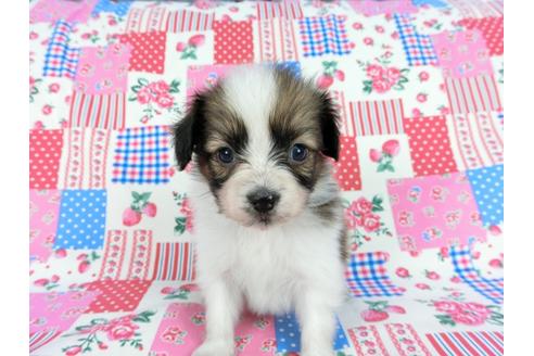 成約済の千葉県のパピヨン-61324の16枚目