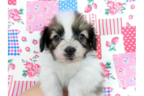 成約済の千葉県のパピヨン-61324の15枚目