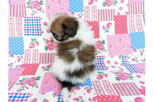 成約済の千葉県のパピヨン-61324の13枚目