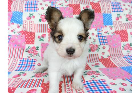 成約済の千葉県のパピヨン-61325の4枚目