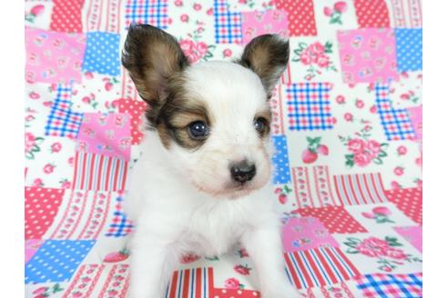 成約済の千葉県のパピヨン-61325の2枚目