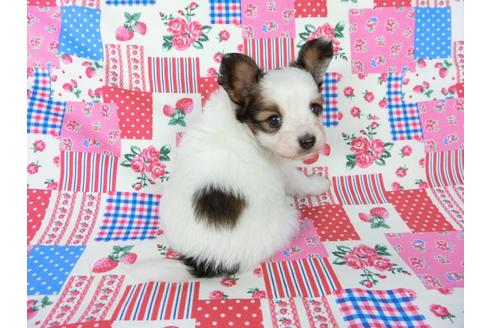 成約済の千葉県のパピヨン-61325の1枚目