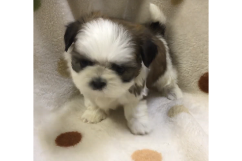 岐阜県のシーズー 男の子 18 10 26生まれ ホワイトゴールド 子犬id ブリーダーナビ