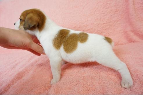 成約済の奈良県のジャックラッセルテリア-59779の3枚目
