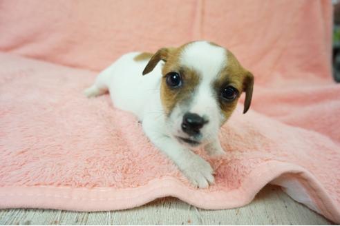 成約済の奈良県のジャックラッセルテリア-59780の5枚目