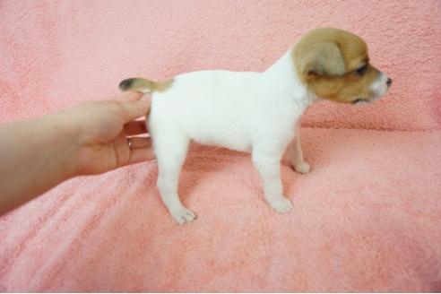 成約済の奈良県のジャックラッセルテリア-59782の2枚目