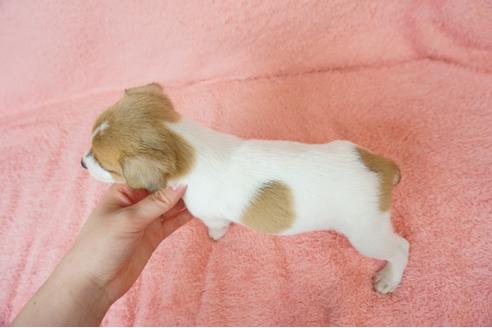 成約済の奈良県のジャックラッセルテリア-59782の1枚目