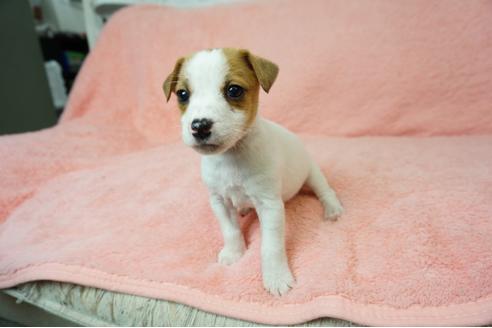 成約済の奈良県のジャックラッセルテリア-59783の4枚目