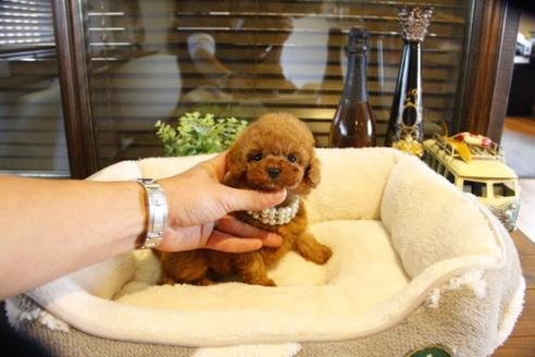 成約済の埼玉県のトイプードル-61371の5枚目