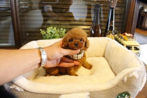 成約済の埼玉県のトイプードル-61371の4枚目