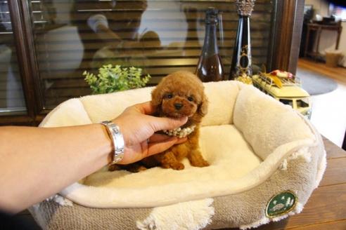 成約済の埼玉県のトイプードル-61371の3枚目