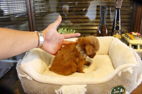 成約済の埼玉県のトイプードル-61371の2枚目