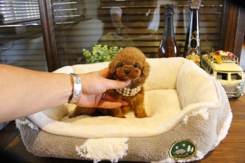 成約済の埼玉県のトイプードル-61371の1枚目