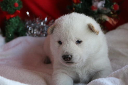 成約済の京都府の柴犬-61374