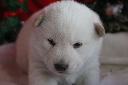 成約済の京都府の柴犬-61374の2枚目