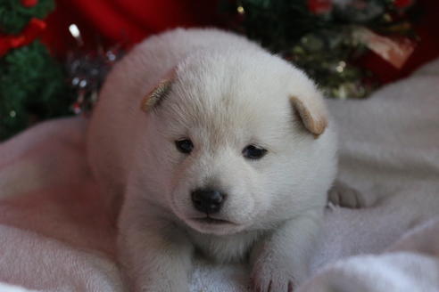 成約済の京都府の柴犬-61375