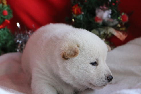 成約済の京都府の柴犬-61375の3枚目