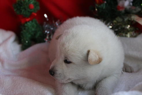 成約済の京都府の柴犬-61375の2枚目