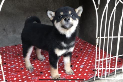 成約済の山梨県の柴犬-61380の4枚目