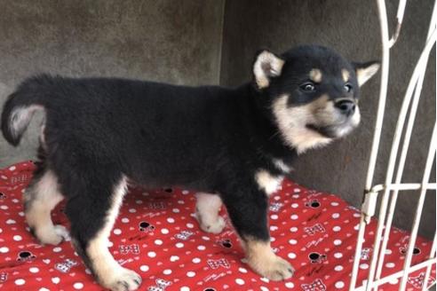 成約済の山梨県の柴犬-61380の2枚目