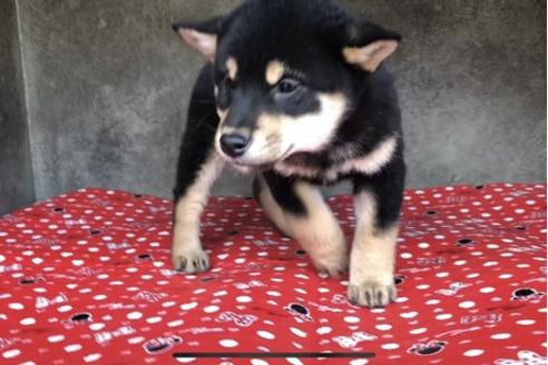 成約済の山梨県の柴犬-61380の1枚目