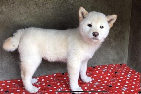 成約済の山梨県の柴犬-61381の8枚目