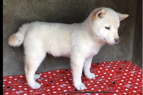 成約済の山梨県の柴犬-61381の7枚目
