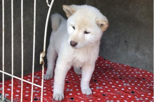 成約済の山梨県の柴犬-61381の6枚目