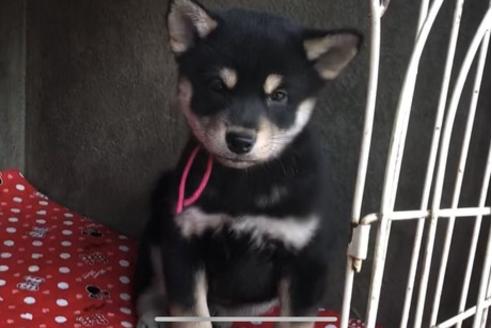 成約済の山梨県の柴犬-61383の8枚目